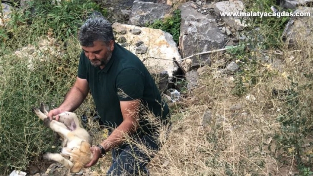 Kars Çayı'nda mahsur kalan yavru köpeği gazeteciler kurtardı