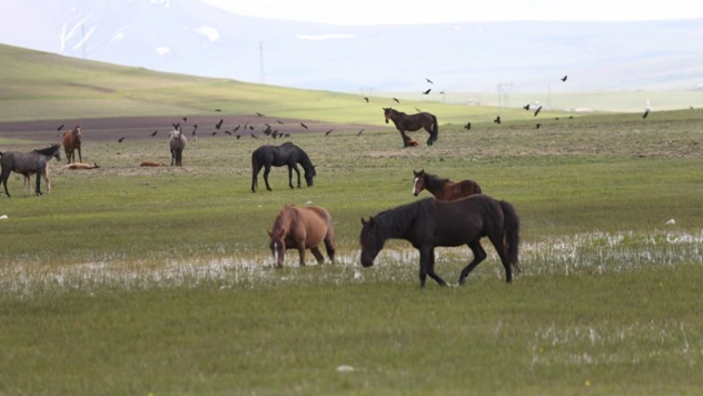 Kars'ın yeşeren doğasında yılkı atları görüntülendi