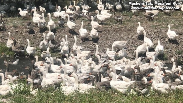 Kars kazları meralara çıktı
