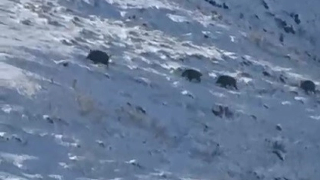 Kars'ta aç kalan yaban domuzları yerleşim yerlerine indi