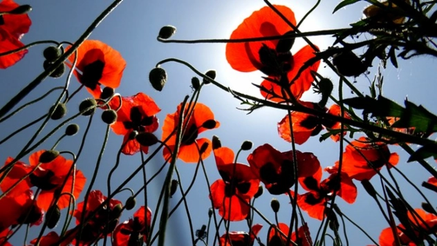 Kars'ta Bahar Güzelliği: Yaylalar Gelincik Tarlasına Döndü