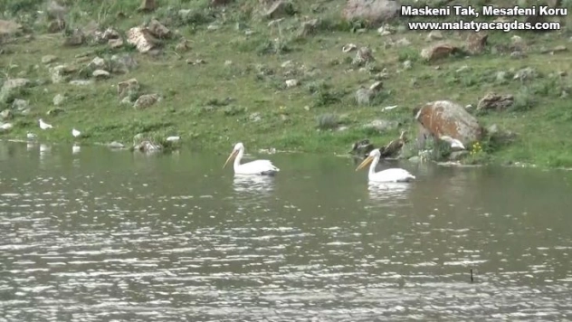 Kars'ta baraj gölünde kuş sesleri yükseliyor
