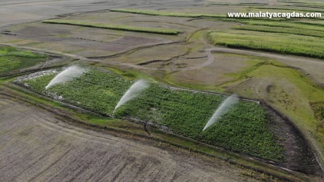 Kars'ta çiftçiler silajlık mısır ekimine yöneldi