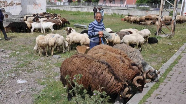 Kars'ta Kurban Pazarı kuruldu