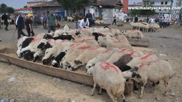 Kars'ta Kurban Pazarı'nda son gün yoğunluğu