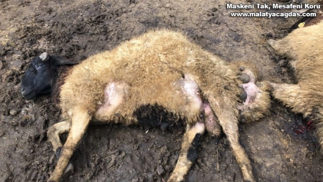 Kars'ta kurt dehşeti