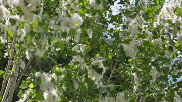 Kars'ta polenli ağaçlar vatandaşları bıktırdı