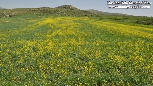 Kars'ta tarlalarda açan 'sarı çiçekler' görsel şölen sundu