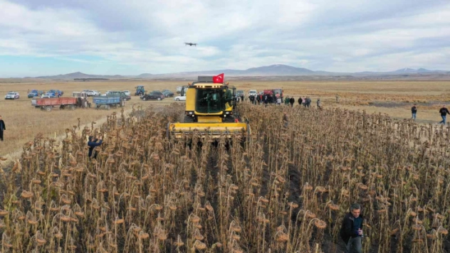Kars'ta yağlık ayçiçeği hasadı başladı