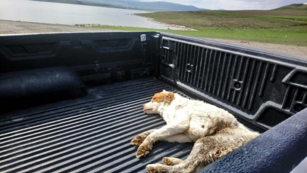 Kars'ta yaralı köpek tedavi altına alındı