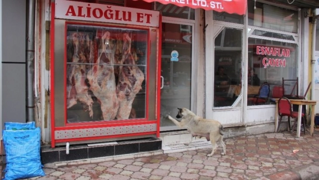 Kasabın kapısını patisi ile tıklayıp kemik istiyor