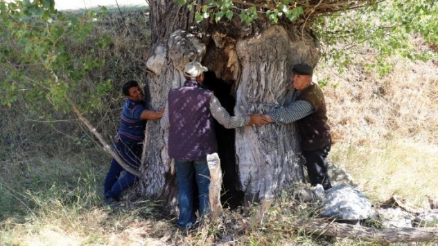 Kavak ağacının kovuğuna 5 kişi sığdı