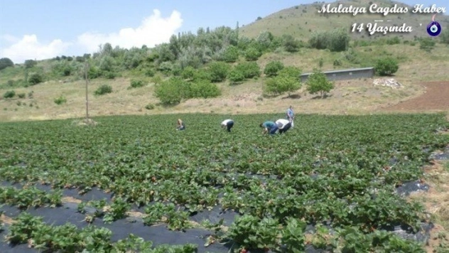 Kavurucu sıcakların Malatya'yı terk etmesi bekleniyor