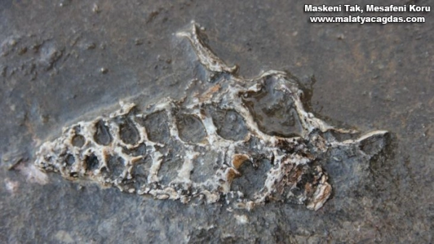 Kaya parçasında 70 milyon yıllık fosil bulundu