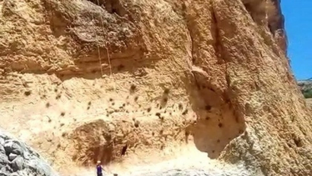 Kayalıklarda mahsur kalan keçileri AFAD kurtardı