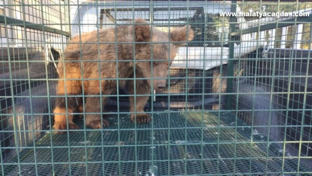 Kayalıklardan düşerek yaralanan yavru ayı 'Elfi' tedavisi için Bursa'ya gönderildi