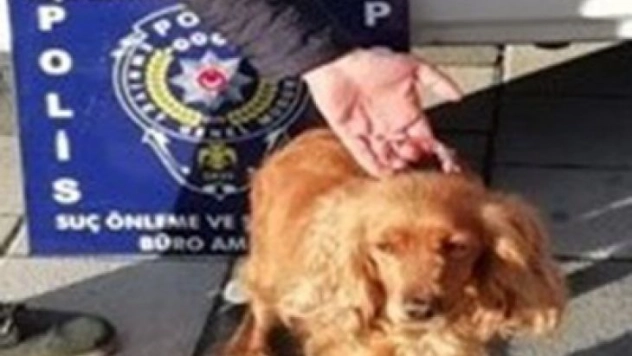 Kaybolan köpeği için polisten yardım istedi