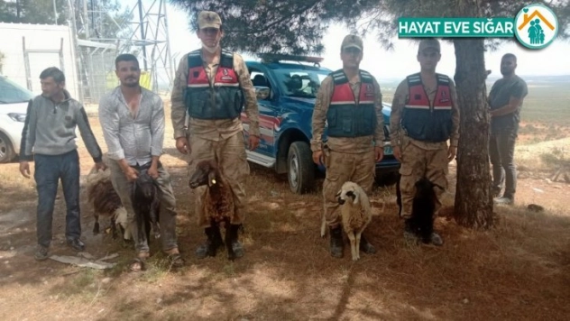Kaybolan koyunları jandarma buldu