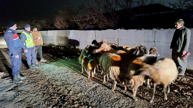 Kaybolan küçükbaş hayvanlar jandarma tarafından bulundu