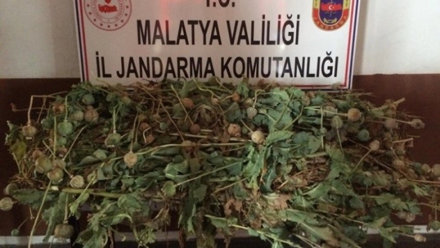 Kayısı bahçesinde haşhaş ele geçirildi