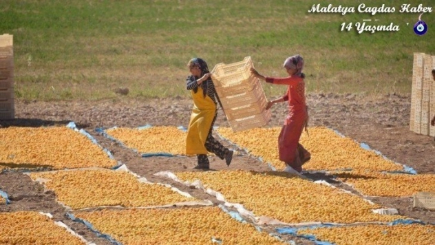 Kayısı da hedef 100 bin ton ihracat ile 500 milyon dolar