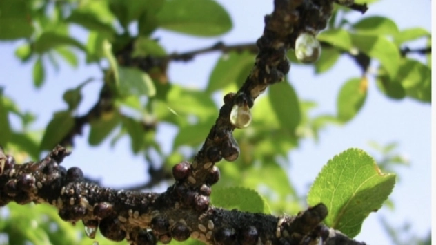 Kayısı da Kabuklu bit alarmı