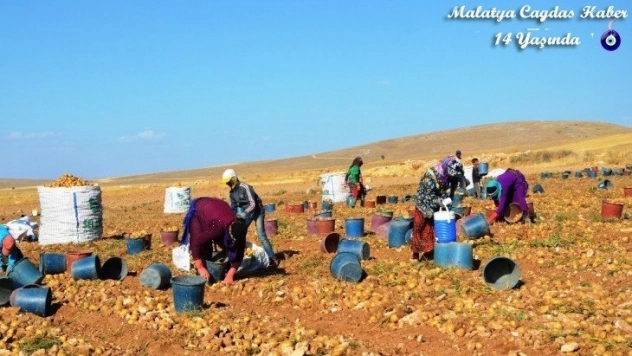 Kayısı diyarında patates hasadı başladı