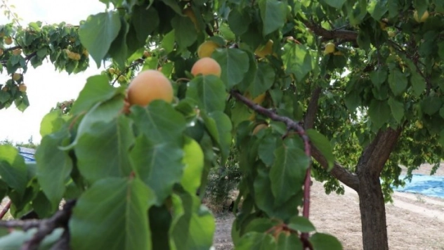 Kayısı hasadı başladı