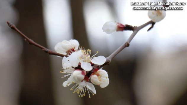 Kayısı üreticinin don endişesi