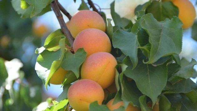 Kayısı yüzleri güldürüyor