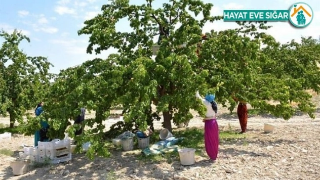 Kayısılarda görülen çil hastalığına dikkat