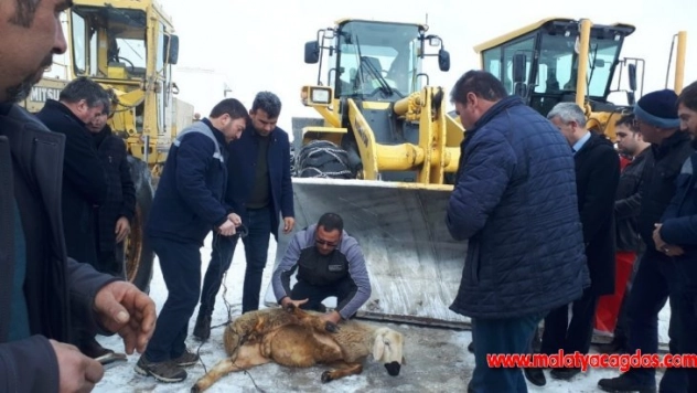 Kazasız belasız temizleyince, şükür kurbanı kestiler