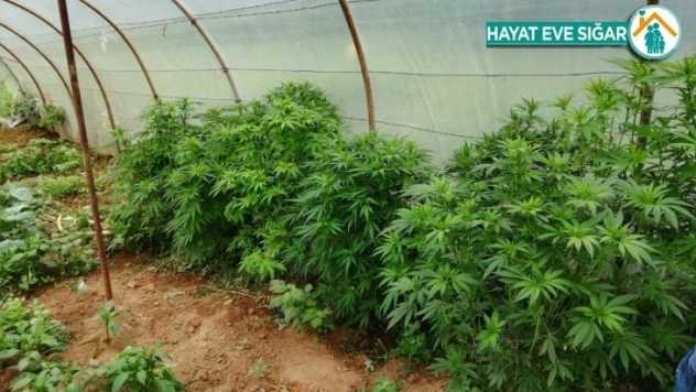 Polisden kenevir operasyonu