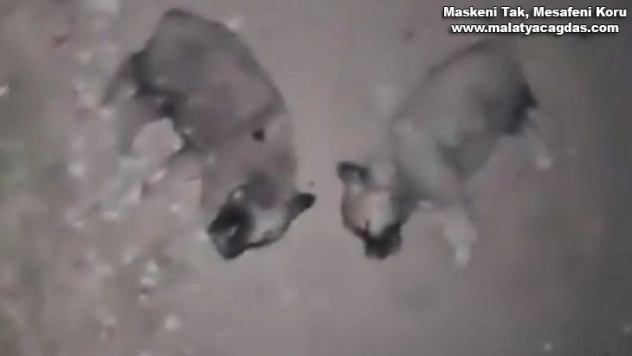 Keban'da 8 yavru köpeğin öldürülmesine adli ve idari soruşturma