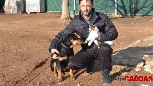 Kedi ile köpeğin dostluğu görenleri şaşırtıyor
