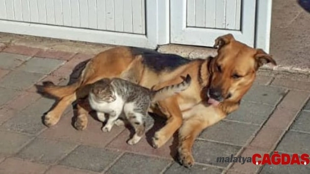 Kedi ve köpeğin dostluğu görenleri şaşırtıyor