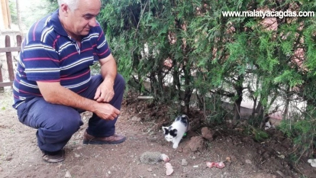 Kedi, yavru kirpiye sahip çıktı