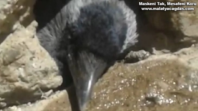 Kediden kaçan karga su giderine sıkıştı, itfaiye kurtardı