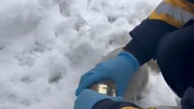 Kedinin başına sıkışan konserveyi sağlık ekipleri çıkardı