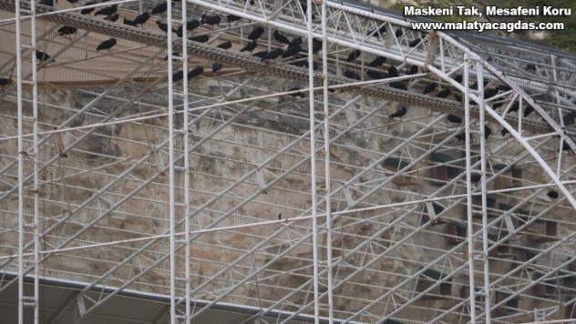 Kelaynak sayısı rekor kırdı