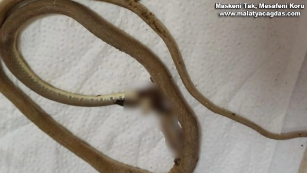 Kendisini ısıran yılanla beraber hastaneye gitti