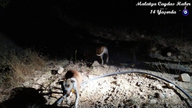 Keneviri korumak için iki pitbull köpek beslediler