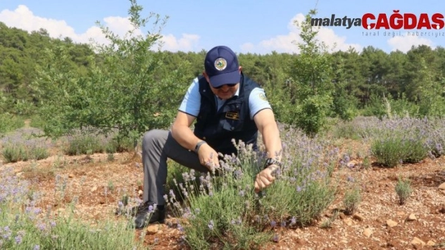 Kıraç arazilerin gözdesi ve mor bereketi: Lavanta
