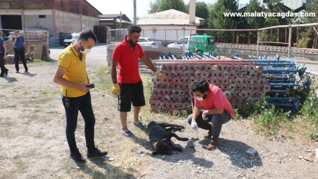 Kiraz tüfekle vurularak öldürüldü