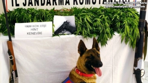 Kırıkhan'da bin 920 kök kenevir bitkisi ele geçirildi