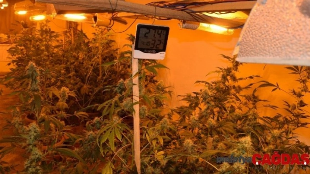 Kırıkkale'de saksıda Hint keneviri ele geçirildi