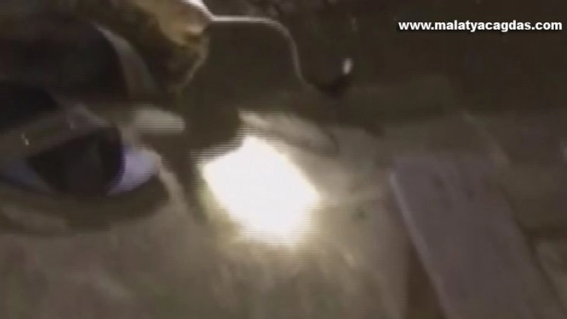 Kırmızı listede bulunan kanguru faresi, çadırda görüldü