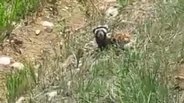 Kırmızı listede yer alan 'alaca sansar' görüntülendi