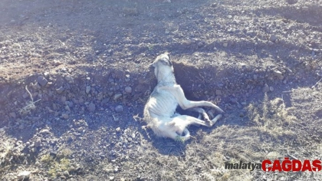 Kırsala bırakılan köpekler açlıktan öldü