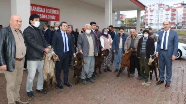 Kırsalda Kilis keçisi yaygınlaşacak